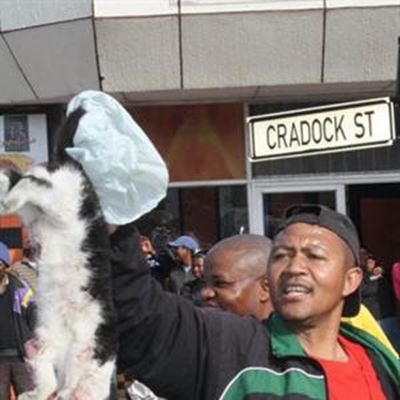 The truth about the dead cat