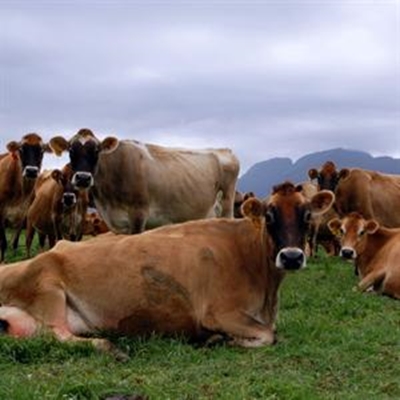 Power of cow dung exploited