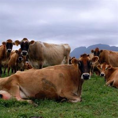 Power of cow dung exploited