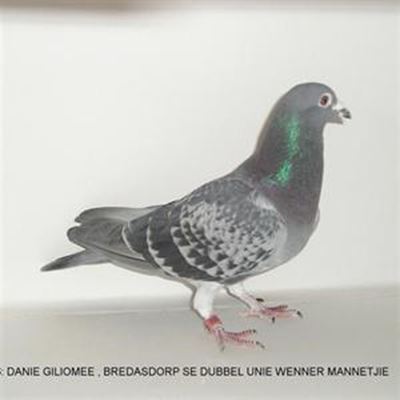 Top pigeons at Mossel Bay sale on 9 August