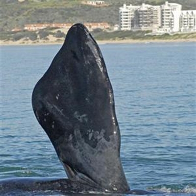 Mossel Bay's whale season well under way