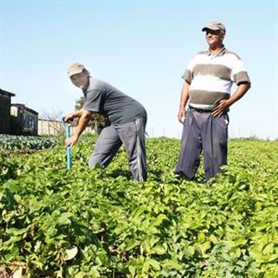 Hupstoot vir voedselsekuriteit