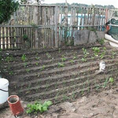 Mad About Art uplifts community with vegetable gardens