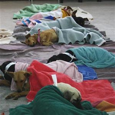 All urged to have pets sterilised