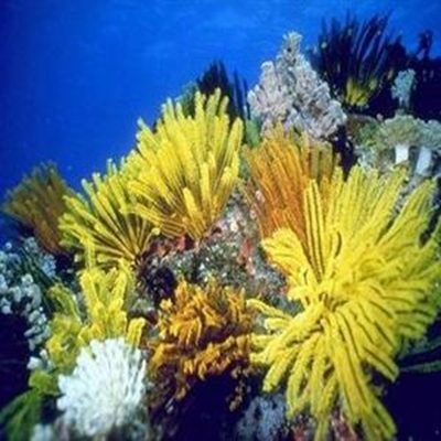 Learn about marine mammals