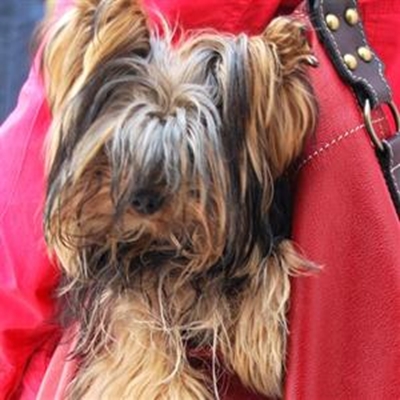 Help soek na Max, die Yorkie