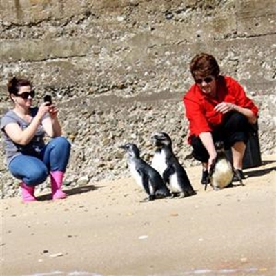 SAPREC sends 5 healthy penguins home