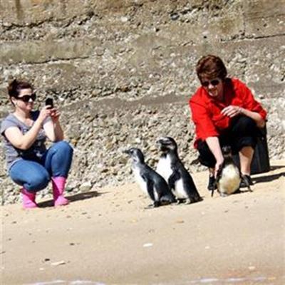 SAPREC sends 5 healthy penguins home