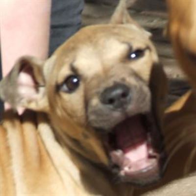 Puppy and car stolen in one week