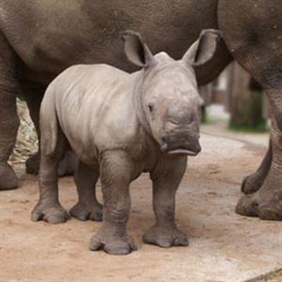 Say 'no' to poaching on World Rhino Day