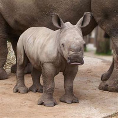 Say 'no' to poaching on World Rhino Day