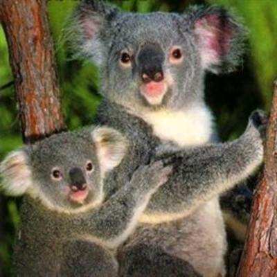 Fears for koala bears as study reveals 'marked decline'