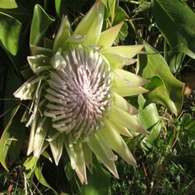 Mossel Bay Flower Show returns