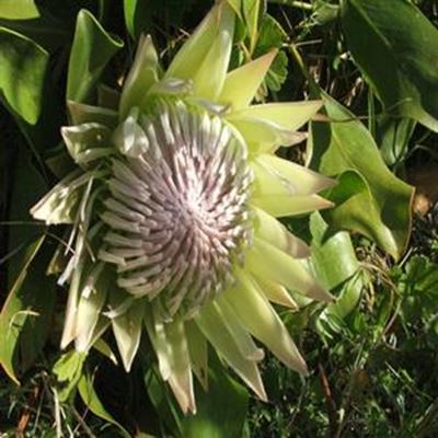 Mossel Bay Flower Show returns