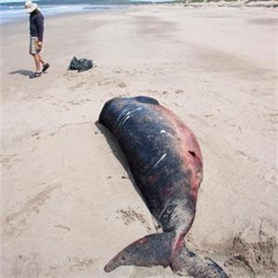 Whales stranded near Mossel Bay