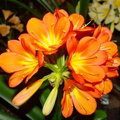 Clivias introduced to Thailand