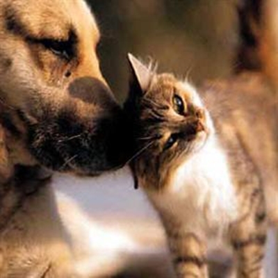 Animals have rights too