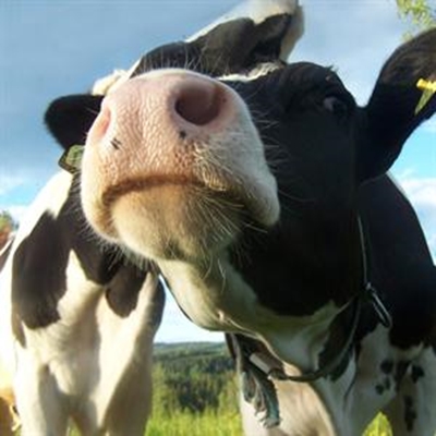 Agri Herold Landboufees: kom kuier saam