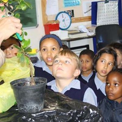 Oyster Bay Reserve educates Curro learners about trees