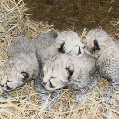 4 cheetah cubs for Cango Wildlife Ranch