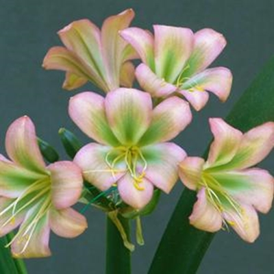 Clivia show