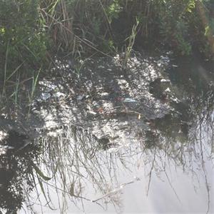 Sewage still runs into lagoon | Knysna-Plett Herald