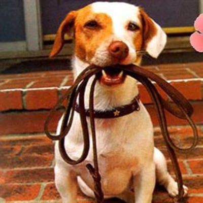 Dog's day out for SPCA