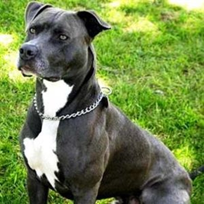Help stop illegal dogfighting