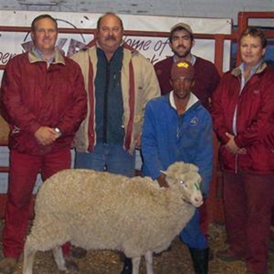 Schoonberg se Merino-ooie die beste
