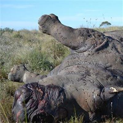 Nóg 'n renoster in Suid-Kaap gestroop