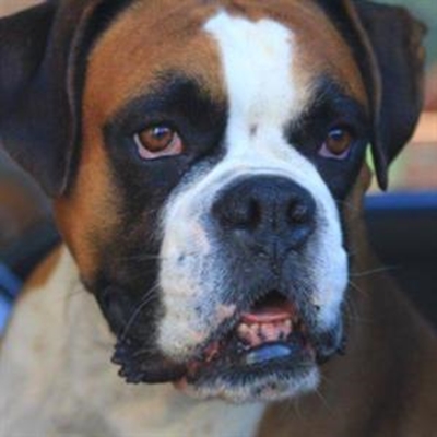 Hondedag op De Rust