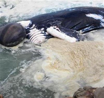 Walvis by die Punt gestrand