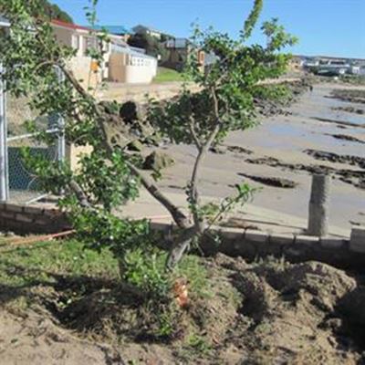 Amptenaar aangekla vir afsny van boom