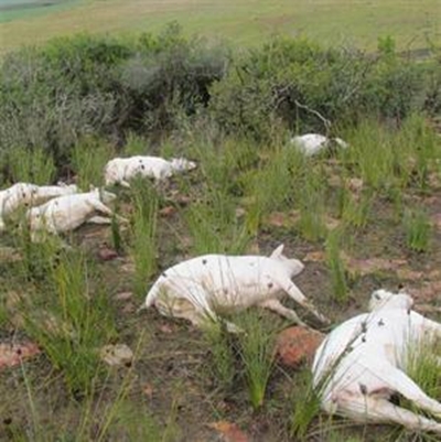 Skape verkluim in koue en reën