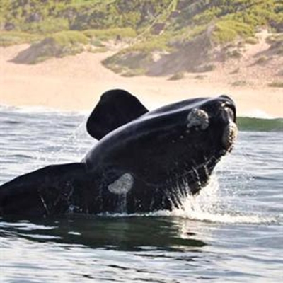 Whales do their stuff in Mossel Bay