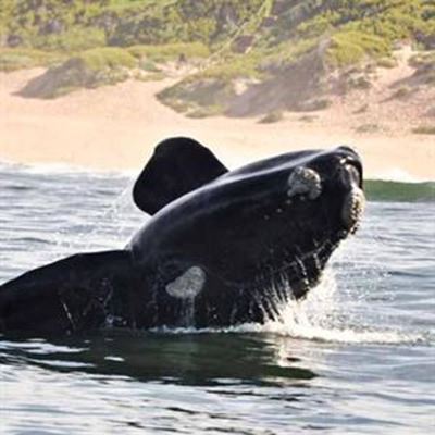 Whales do their stuff in Mossel Bay