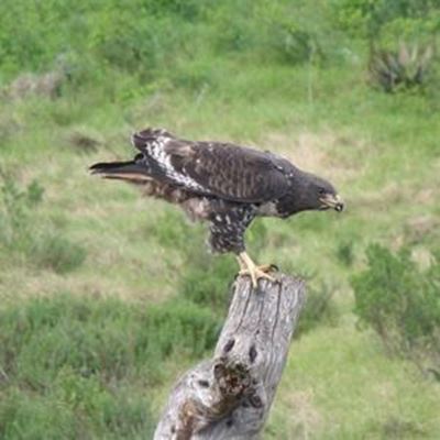Weet jy watter soort voël hierdie is?