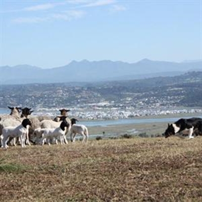 WP Montego Classic Sheepdog Championship