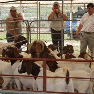 Heroldfees ‘n bok vir sports