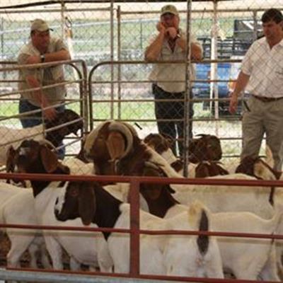 Heroldfees ‘n bok vir sports