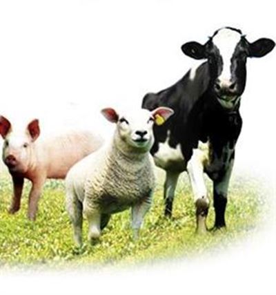 Fees van vee by Agri Herold Landboufees