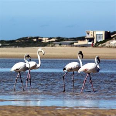 Flaminke vermaak Stilbaaiers