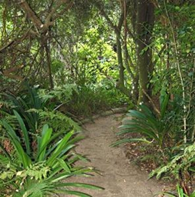 Tree sale to celebrate Spring