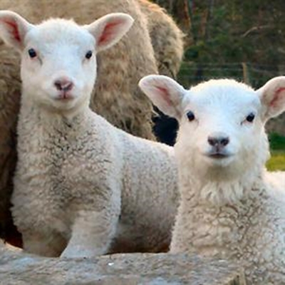 Bestuurswenke vir gesonder lammers en kalwers