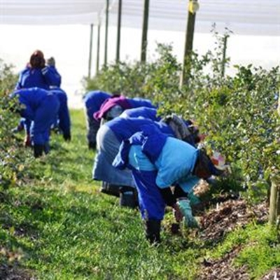 Bloubessies verskaf honderde werksgeleenthede
