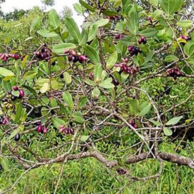Word groen, plant ‘n boom