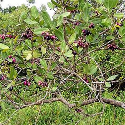 Word groen, plant ‘n boom