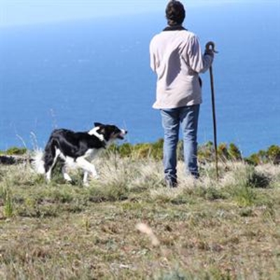 Herding dogs are all-weather workers