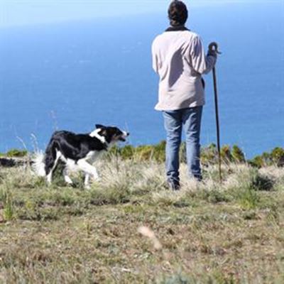 Herding dogs are all-weather workers