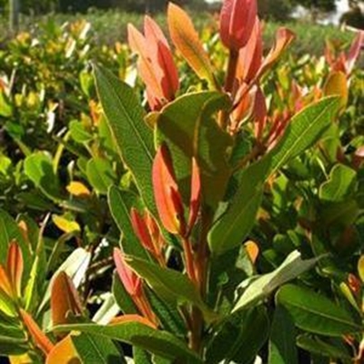 1 to 7 September is National Arbor Week